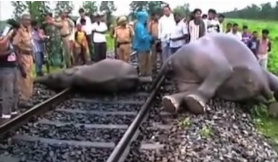 Vụ tai nạn nghiêm trọng chết voi quay từ camera quan sát