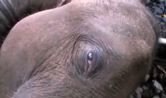 Vụ tai nạn nghiêm trọng chết voi quay từ camera quan sát