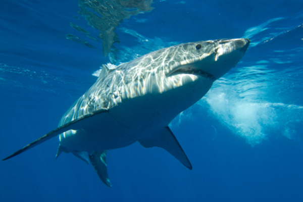 Hình ảnh cá mập cắn người ở Australia qua camera quan sát