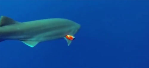 Lắp camera quan sát theo dõi hoạt động của cá mập